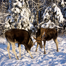 Прокуратура Татарстана добилась установки отбойников на М12, где часто насмерть сбивали животных