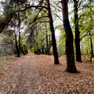 Суд назначил повторную экспертизу по делу об охранном статусе парка усадьбы Нарышкиных – Паулуччи