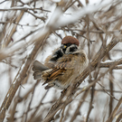 В России пересчитали воробьев