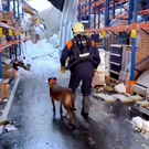 Кинологи ищут возможных пострадавших под завалами крыши склада в Зеленодольске