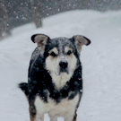 В Татарстане готовят специальный режим для бездомных животных – их будут умерщвлять через 20 дней