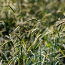 Минсельхоз РТ: 98% посевов ушло в перезимовку в хорошем состоянии