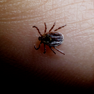 Россиян предупредили о более ранней активности клещей после снежной зимы