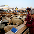 В Татарстане призвали не привозить овец на Курбан-байрам из других регионов: «У нас их достаточно»