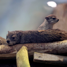 В Казанском зооботсаду родились четыре детеныша дамана Брюса