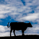 В Чувашии у скота обнаружили пастереллез. В регионе частично объявлен карантин