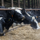 Беларусь ограничила импорт животноводческой продукции из России