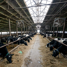 В Татарстане хотят ограничить ввоз скота из регионов, неблагополучных по ящуру, сибирской язве и бруцеллезу