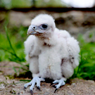 В Казанском зооботсаду началось гнездование краснокнижных соколов-балобанов