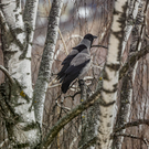 6-й день подряд температура воздуха в Казани поднялась до рекордной отметки