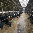 Ущерб от убоя скота в российских регионах превысил 1,5 миллиарда