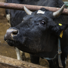 Татарстан усилил проверки на полицейских постах из-за пастереллеза в соседних регионах