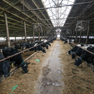 Новосибирские власти заявили, что больше не будут изымать скот в крупных хозяйствах