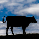 В Татарстане ввели частичный запрет на ввоз парнокопытных животных