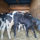 В Татарстане пресекли незаконный ввоз коров из Удмуртии