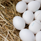 В Татарстане за неделю яйца подорожали почти на 4% перед Пасхой – ФАС предостерегала от наценок