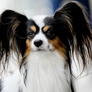 В Татарстане планируют ограничить число домашних животных в квартирах