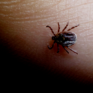 В Татарстане стартовал «клещевой сезон» — зафиксировано 7 случаев укусов