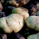 Под Чистополем появится картофелехранилище на 8 тысяч тонн для завода сына Хуснуллина: проект прошел госэкспертизу