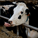 В Китае зафиксирована вспышка ящура