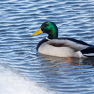 В Татарстане стартовал сезон охоты на селезней