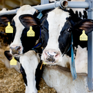 Татарстан ежемесячно теряет по 1,5 миллиарда рублей из-за низких цен на молоко – за год стоимость упала на 27%