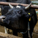 В Татарстан к празднику Курбан-байрам пытались незаконно завезти скот