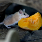 Из-за снежной зимы в Казани ожидается рост численности грызунов и клещей