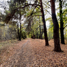 Суд подтвердил законность охранного статуса парка усадьбы Нарышкиных-Паулуччи