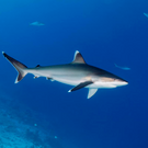 Туристу на Мальдивах ампутировали ногу после нападения акулы