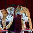 Тигр выпрыгнул к зрителям во время циркового представления в Ростове-на-Дону