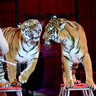 Тигр выпрыгнул к зрителям во время циркового представления в Ростове-на-Дону