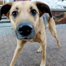 В Татарстане создали спецрежим для бездомных животных – он разрешает умерщвление в экстренных ситуациях