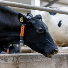 В Татарстане утвердили новые ограничения по ввозу скота из регионов со вспышками ящура и бруцеллеза