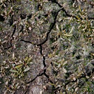 В МЧС предупредили о риске гибели урожая в 9 районах Татарстана из-за обильных осадков