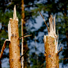 В Казани из-за сильного ветра упало дерево на улице Зинина и закрылась паромная переправа