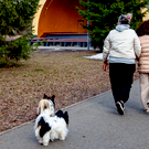 В Госдуму внесли законопроект о создании единого реестра домашних животных