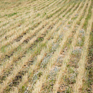 В татарском НИИ сельского хозяйства оценили ситуацию с переувлажнением почвы