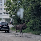 На улицах Казани второй раз за день заметили лося (фото)