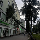Из-за сильного ветра в Татарстане упало 12 деревьев, поврежден автомобиль