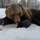 В двух районах Татарстана впервые за долгое время могут разрешить охоту на медведей
