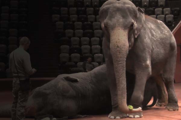 Кровавая «магия цирка»: подравшиеся слонихи сломали рабочему позвоночник