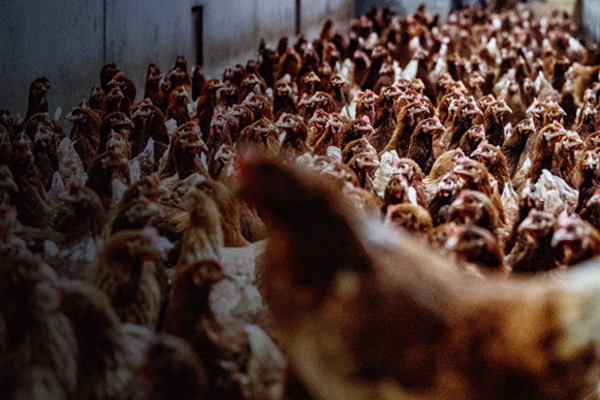 «Я уже боюсь заниматься животноводством»: кому в РТ грозит птичий грипп, АЧС и прочая зараза