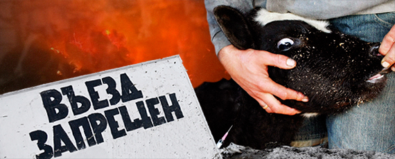 Пастереллез разбушевался: что за опасная хворь коров наступает из Сибири?